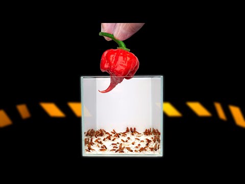 Видео: ЧТО ЕСЛИ к 100 ГОЛОДНЫМ ТАРАКАНАМ ОПУСТИТЬ САМЫЙ ОСТРЫЙ ПЕРЕЦ В МИРЕ - CAROLINA REAPER? 2 000 000SHU