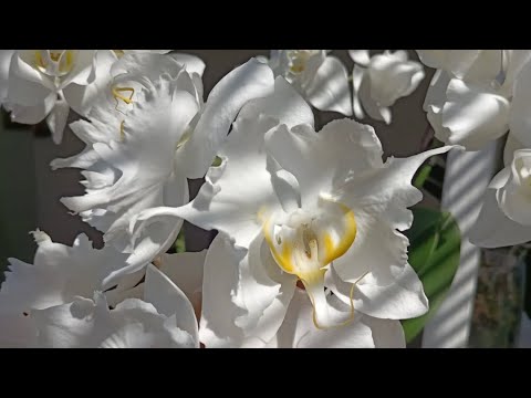 Видео: Море цветоносов 🦋!Считаем! 38 орхидей уже с цветоносами!