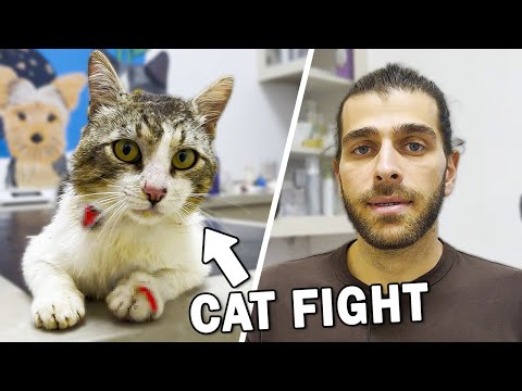 Видео: Помощь раненому коту! (Множество ран на теле!)