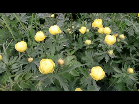 Видео: Речка Кичменьга