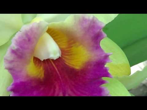 Видео: Сгнили корни после пересадки? Не проблема! Катлея с двух бульб.. C. Zelda's Star