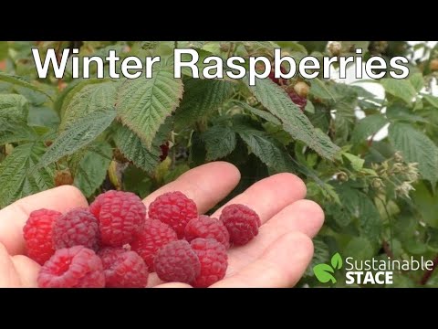 Видео: Зимняя малина