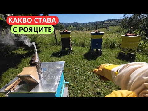 Видео: КАКВО СТАВА С РОЯЦИТЕ