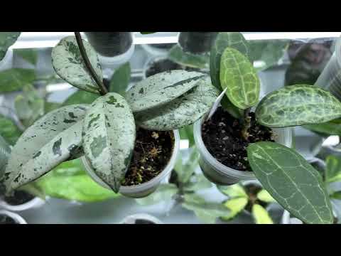 Видео: Весенний обзор .Расцвела хойя  Сильвер эскимо.