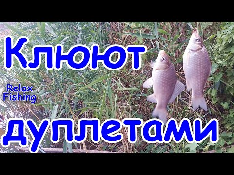 Видео: 🎣 Тактика МАССОВОГО закорма ПОД НОГАМИ прокисшей пшеничной кашей с опарышами. Караси клюют дуплетами