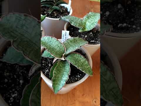 Видео: Сансевиерии, начало, часть 1