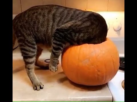 Видео: 😺 Фокус покус! 🐈 Подборка смешных видео котов, котят и собак! 😻