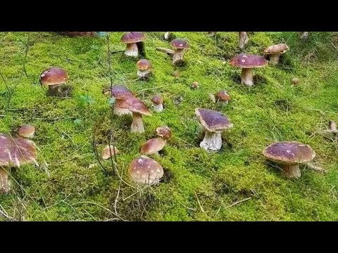 Видео: Уже растут первые крупные белые грибы, гигантскими группами.. грибы 2025