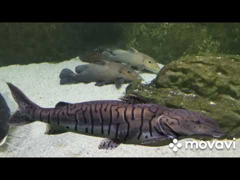 Видео: Океанариум CROCUS CITY HALL