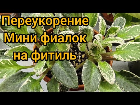 Видео: Переукоренение мини фиалок. Отличие от стандартов 🌺🌺🌺 #фиалки #сенполии #фитиль #