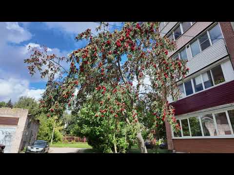 Видео: Прогулка в конце августа 2025