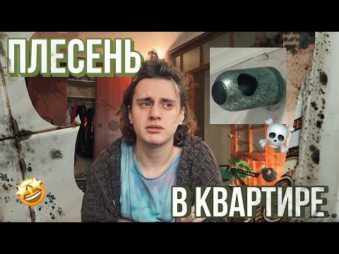 Видео: мне сдали квартиру с плесенью?