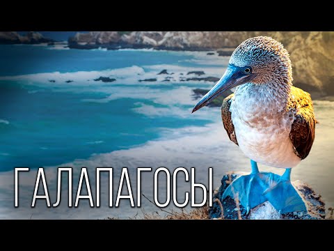 Видео: Галапагосы: Загадочный Архипелаг | Интересные факты про Галапагосские острова