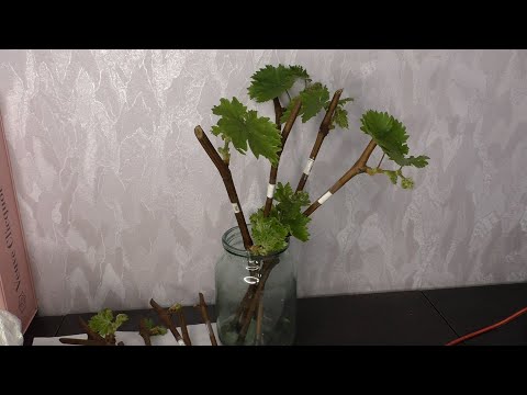 Видео: Наступил февраль -не пора ли укоренять черенки винограда?