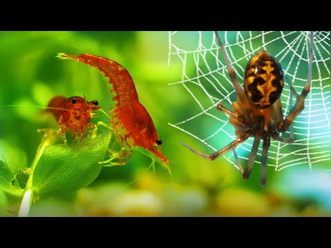 Видео: МЕГА ТЕРРАРИУМ за 100 МИНУТ: ОТ СОЗДАНИЯ ДО ЖИЗНИ