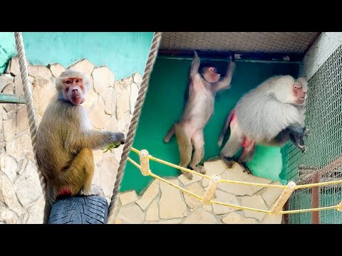 Видео: Люся в шоке! Елисей ВЗЛЕТЕЛ под крышу! "Папа" подошел проведать Люсю - та рада, остальные напряглись