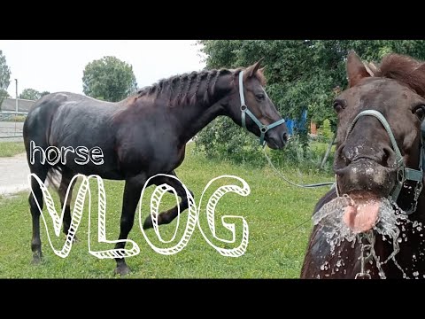 Видео: VLOG/ВЛОГ      #влог#vlog #horse #конныйспорт #конюшня #конники #horses #мойвлог #лошади #мой