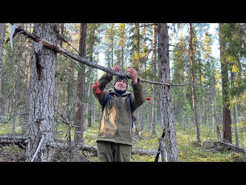 Видео: Как добывать дичь без ружья. Дедовский способ работает. Удачный выстрел.