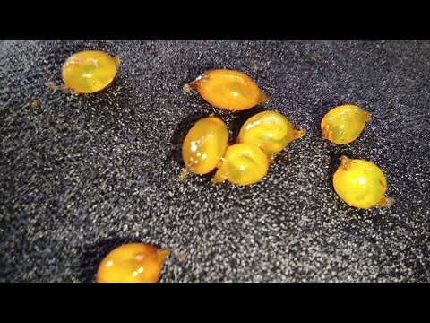 Видео: 🐛 Выращивание червя дендробена часть 2. Высадка коконов #DENLife