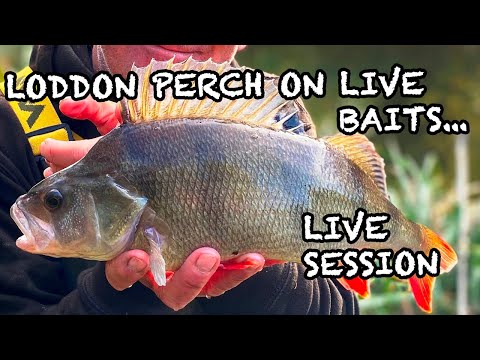 Видео: Лоддон Перч о жизни - Часть 1