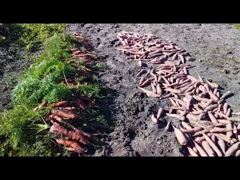 Видео: УБИРАЮ СВЕКЛУ И МОРКОВЬ С ОГОРОДА // ЖИЗНЬ В ДЕРЕВНЕ