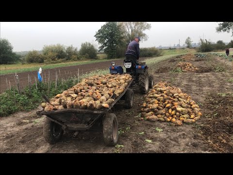 Видео: Врожай кормових буряків радує цього року. Набрали 6 возів