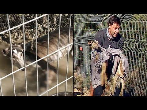 Видео: Собака лежала в луже. История борзой собаки по имени Мелвин.