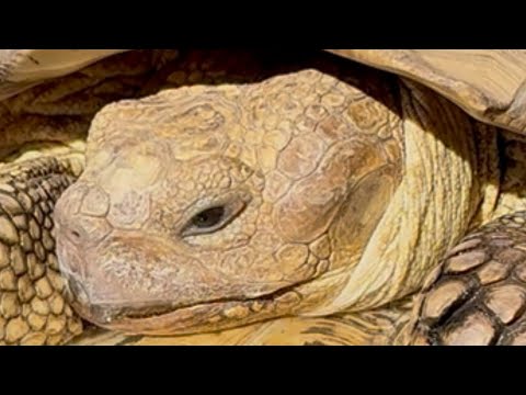 Видео: Наше 100-е спасение слепо, и наши сердца разбиты