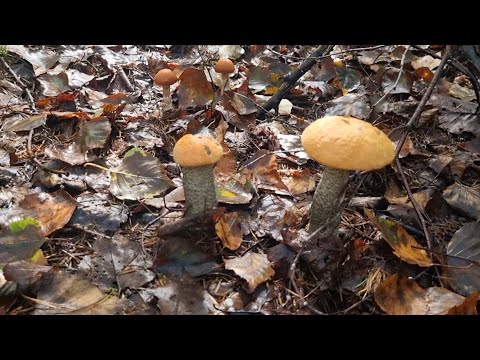 Видео:  Сбор грибов. Сахалинская область-город Корсаков.