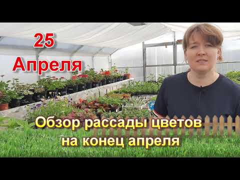 Видео: Обзор рассады цветов на конец апреля
