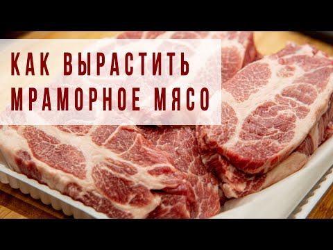 Видео: МРАМОРНОЕ МЯСО. КОРМЛЕНИЕ СВИНЕЙ И ПОРОСЯТ. СВИНИНА. ЛПХ. КФХ. ФЕРМА.