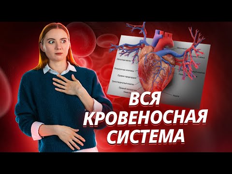 Видео: Кровеносная система: вся тема для ЕГЭ