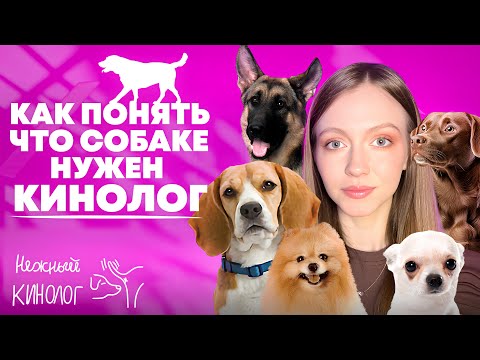 Видео: Можно ли воспитать собаку БЕЗ КИНОЛОГА?