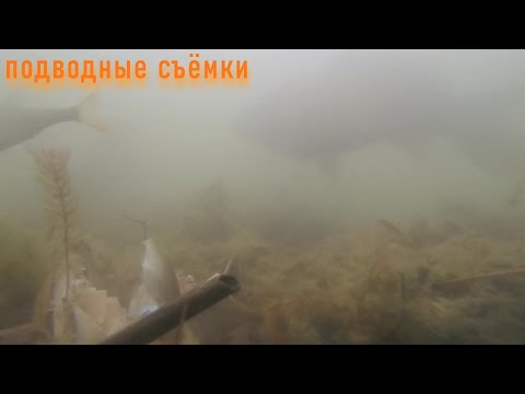 Видео: Подводные съёмки. Реакция рыбы на ракушку перловицу.