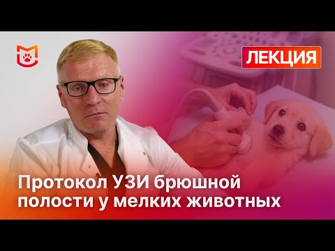 Видео: Протокол УЗИ брюшной полости у мелких животных: как составить отчет?