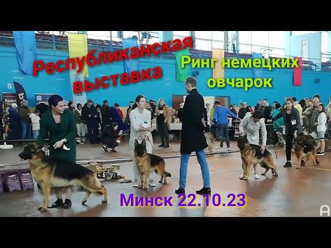 Видео: Ринг немецких овчарок на выставке в Минске 22.10.23 г.