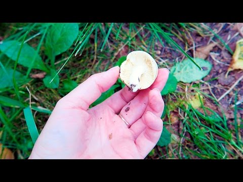 Видео: VLOG: ЗА ГРИБАМИ