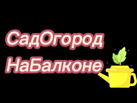 Видео: Как спасти глоксинию, если Вы ее залили   #саднабалконе #глоксиния  #залив