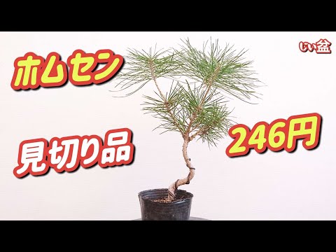 Видео: [Скидка 50%! 🤩 Я попробовал согнуть чёрную сосну Микава Куромацу, купленную в строительном центре!]