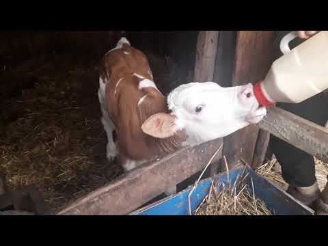 Видео: Симменталы . Начало пути .