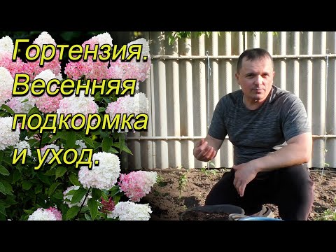 Видео: Цветы на гортензии будут яркие и крупные. Весенняя подкормка и уход.