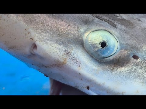 Видео: Рыбалка на акулах пролива Менай / морская рыбалка / морская рыбалка в Великобритании 🎣