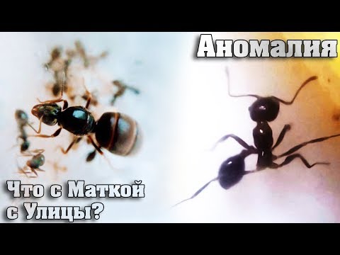 Видео: ЧТО СЛУЧИЛОСЬ С МУРАВЬЯМИ? / Матка с Улицы lasius niger / Жнецы спустя Год