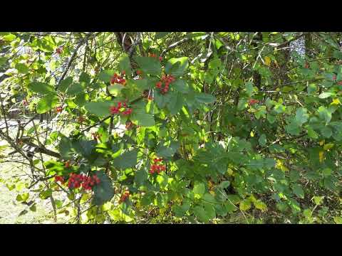 Видео: Осенний день/ Чай на берегу озера .