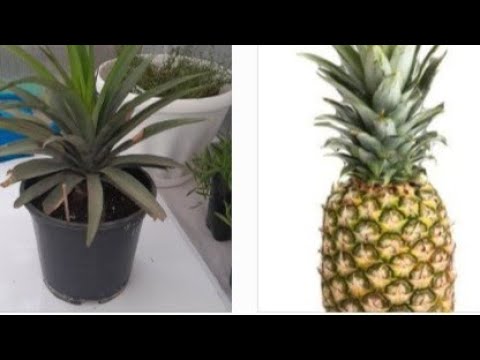 Видео: 🪴🍍🍍The Easiest Way to Root a Pineapple Crown from the Store Легкий Способ Укоринения Коронки Ананаса