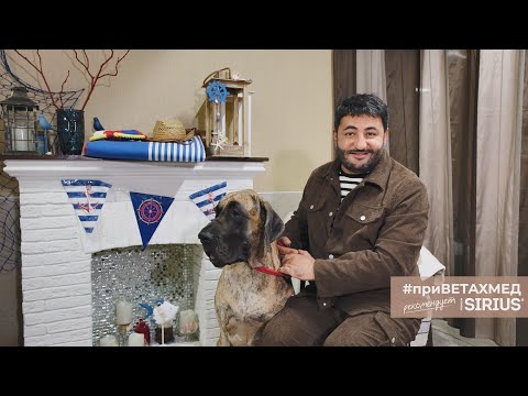 Видео: Секреты породы. Немецкий дог // #приВЕТАХМЕД