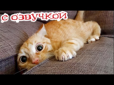 Видео: ПРИКОЛЫ С КОТАМИ! - С ОЗВУЧКОЙ! СМЕШНЫЕ ЖИВОТНЫЕ 2023! СМЕШНЫЕ КОШКИ И СОБАКИ!