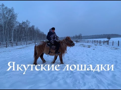 Видео: Якутская лошадь