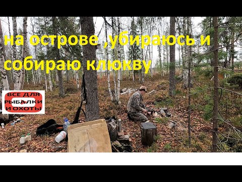 Видео: На болото, уборка и сбор клюквы.