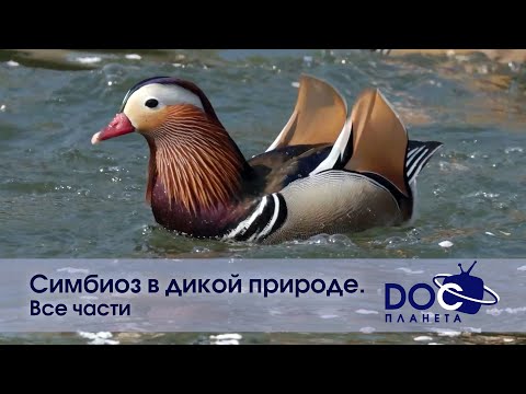 Видео: Симбиоз в дикой природе. Все части - Документальный фильм